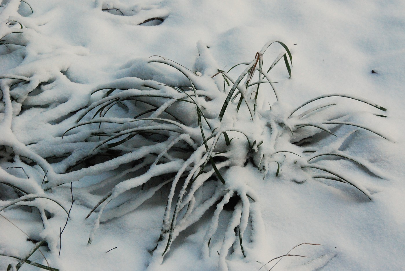 Изображение особи Carex pilosa.