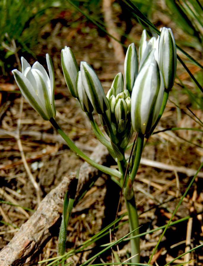 Image of Ornithogalum navaschinii specimen.