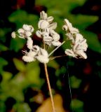 Torilis arvensis