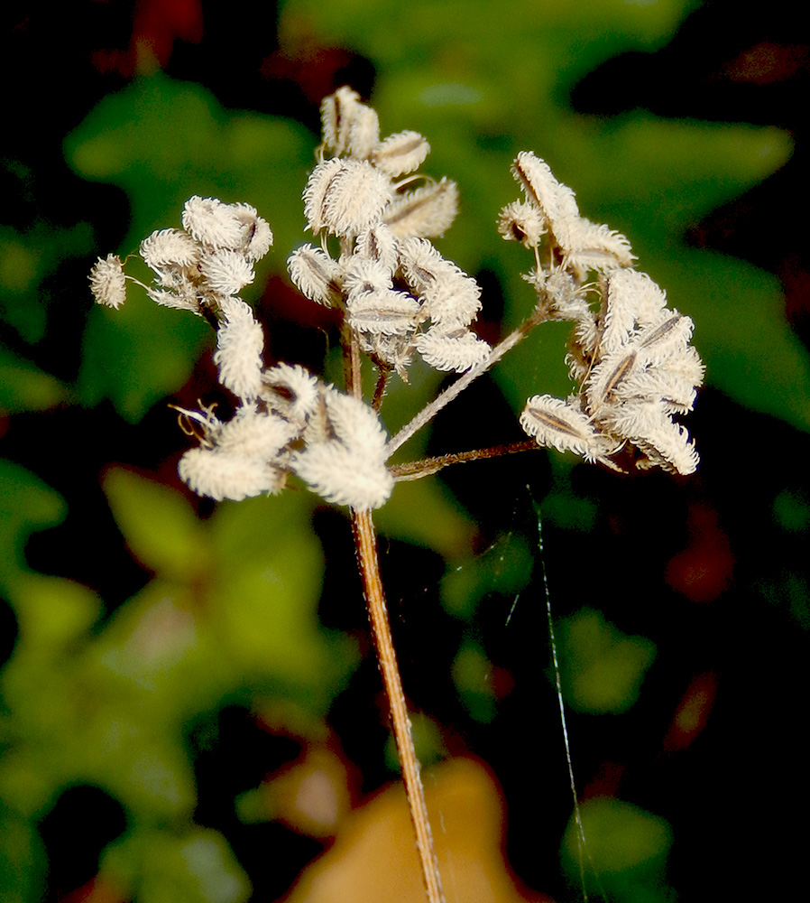 Изображение особи Torilis arvensis.