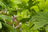 Epimedium acuminatum