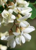 Robinia pseudoacacia. Верхушка соцветия. Узбекистан, г. Ташкент, пос. Улугбек, санитарно-защитная зона, в культуре. 10.05.2014.