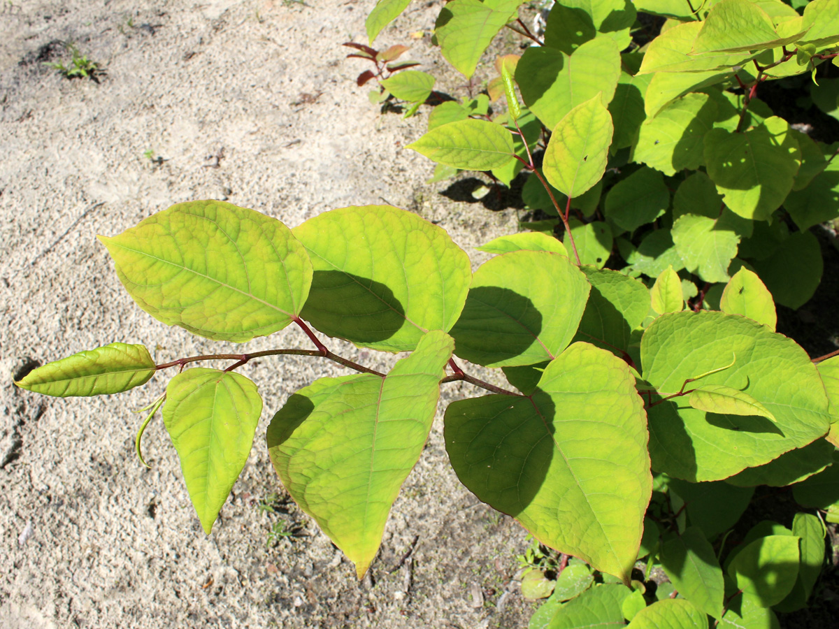 Image of Reynoutria japonica specimen.