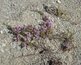 Thymus dubjanskyi