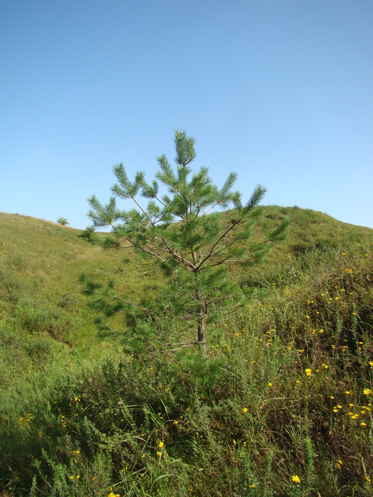 Image of Pinus sylvestris specimen.