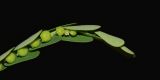 Phyllanthus amarus. Верхняя часть побега с цветком и созревающими плодами. Таиланд, о-в Пхукет, курорт Карон, полоса зелёных насаждений вдоль пляжа. 18.01.2017.