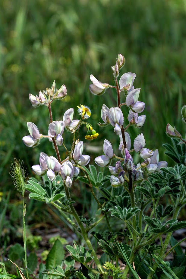 Изображение особи Lupinus palaestinus.