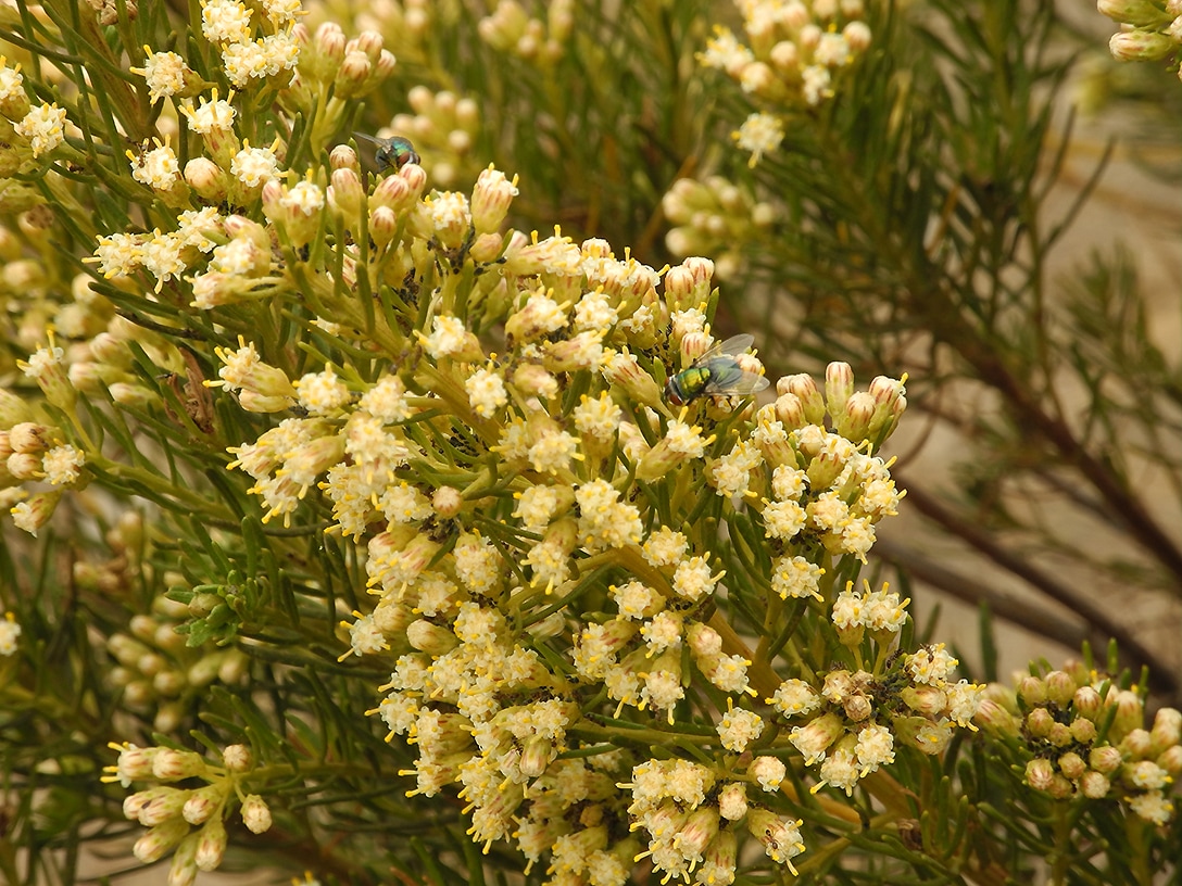 Image of Baccharis linearis specimen.