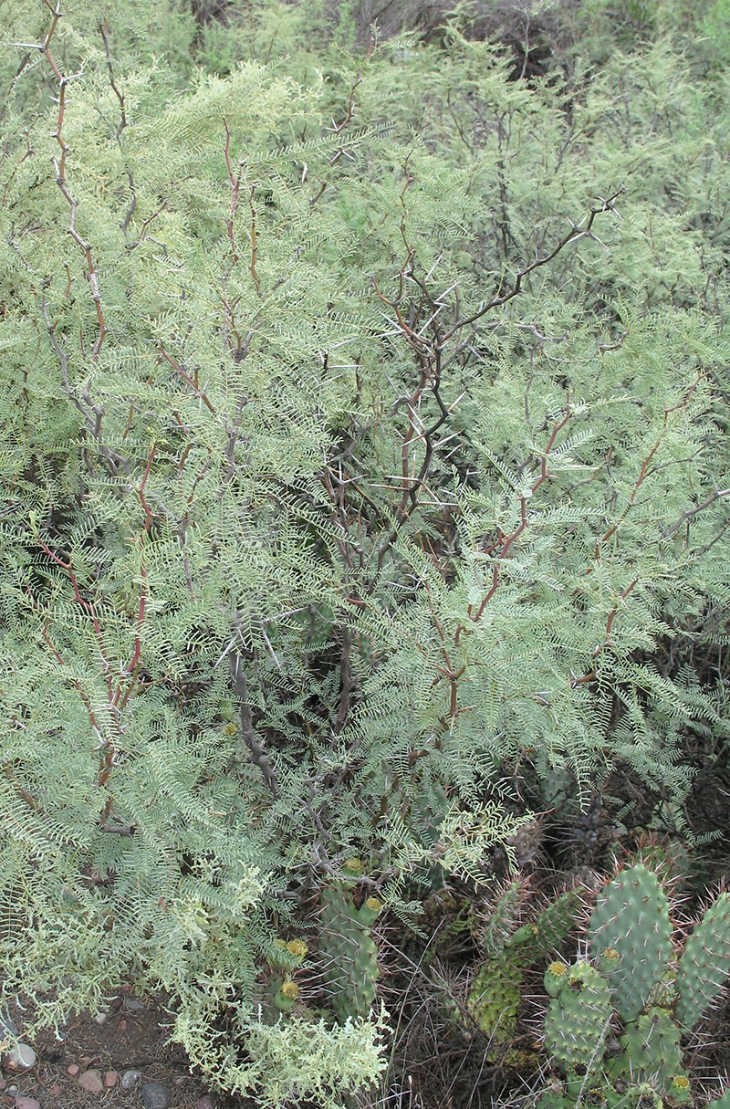 Изображение особи Prosopis flexuosa.