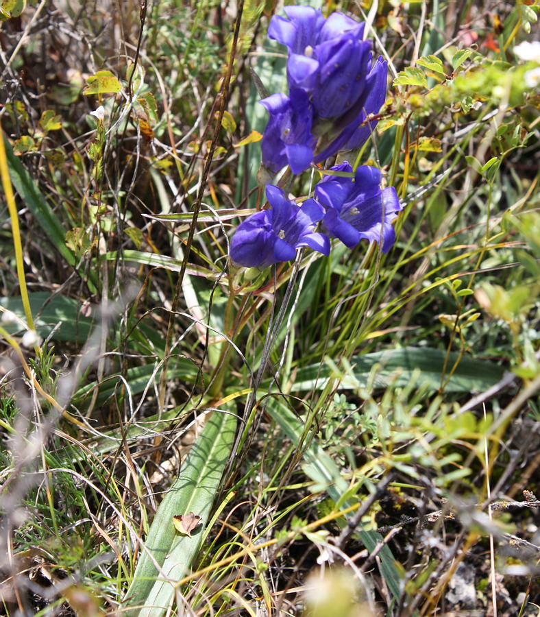 Изображение особи Gentiana decumbens.