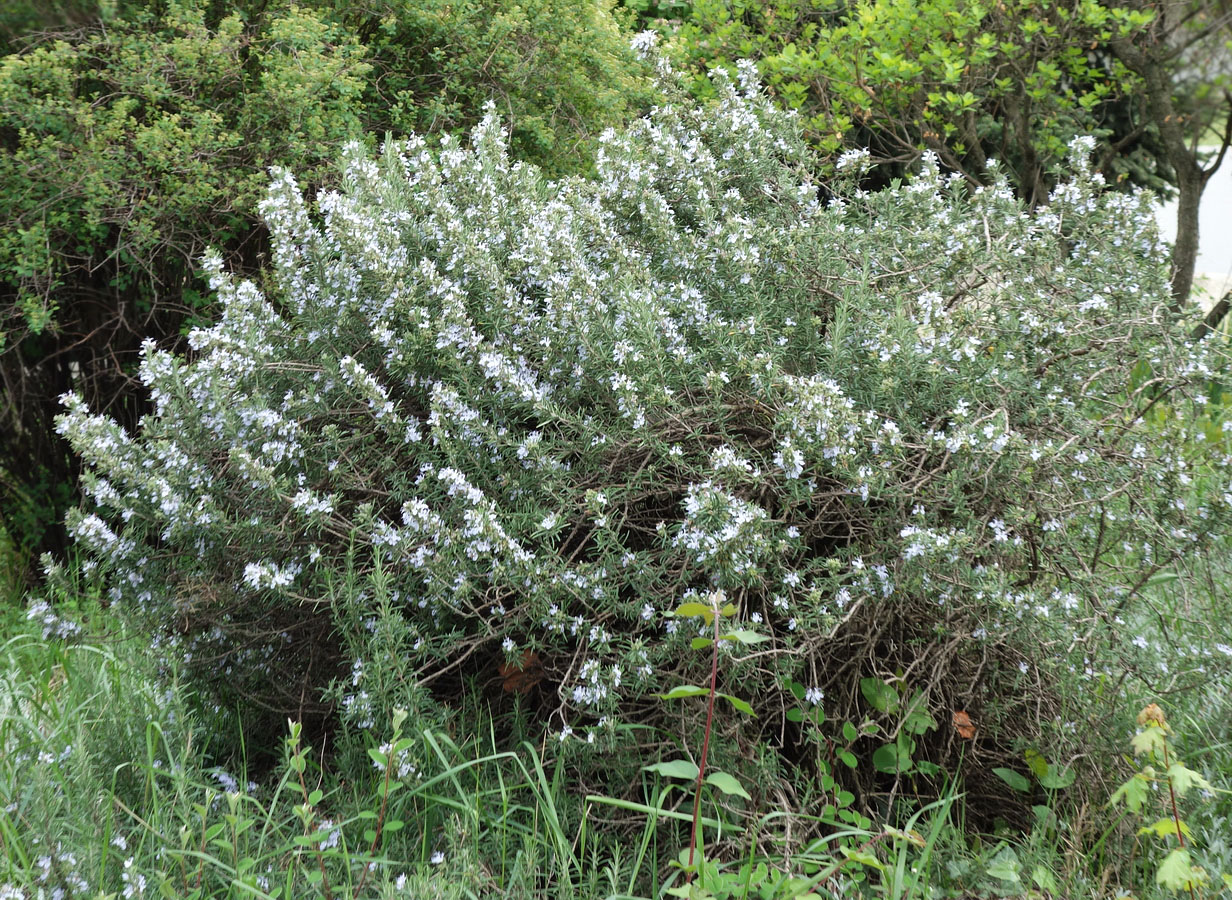 Image of Rosmarinus officinalis specimen.