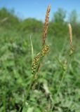 Carex tomentosa. Верхушка побега с отцветшими соцветиями. Краснодарский край, м/о Новороссийск, хр. Маркотх, пер. Андреевский, горная степь. 12.05.2017.