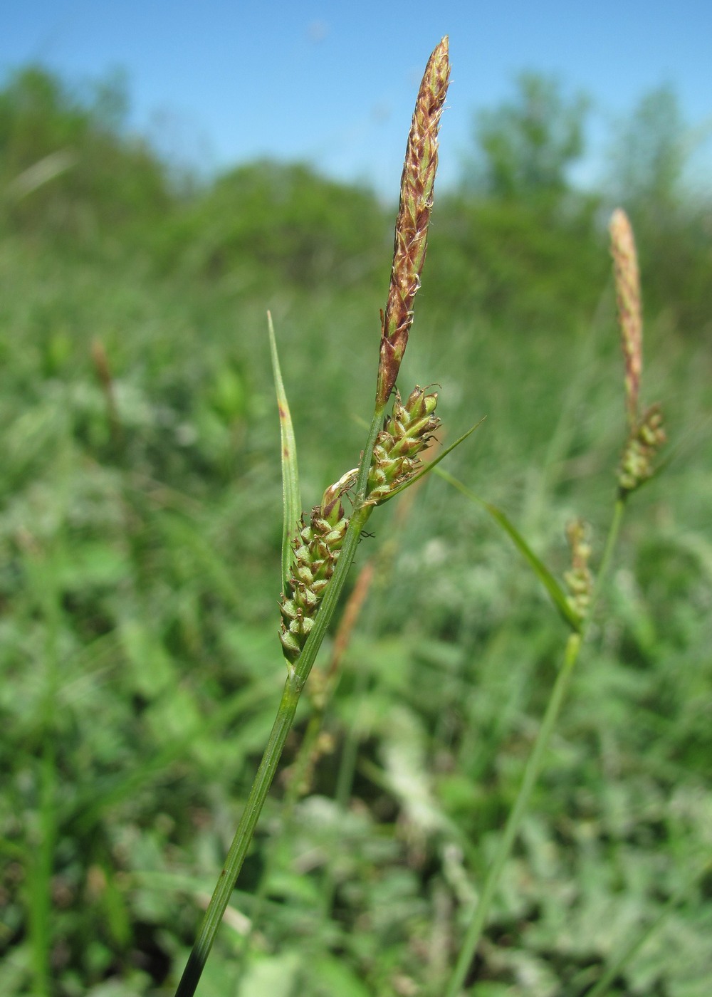 Image of Carex tomentosa specimen.