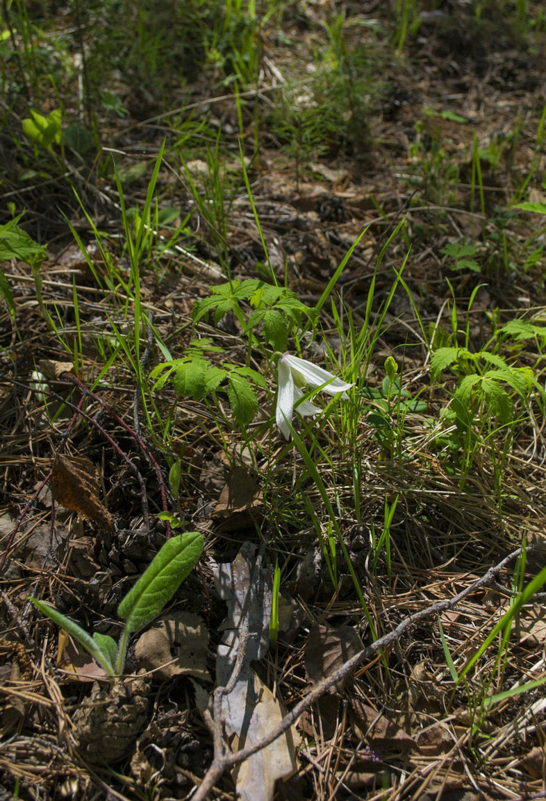 Изображение особи Atragene sibirica.