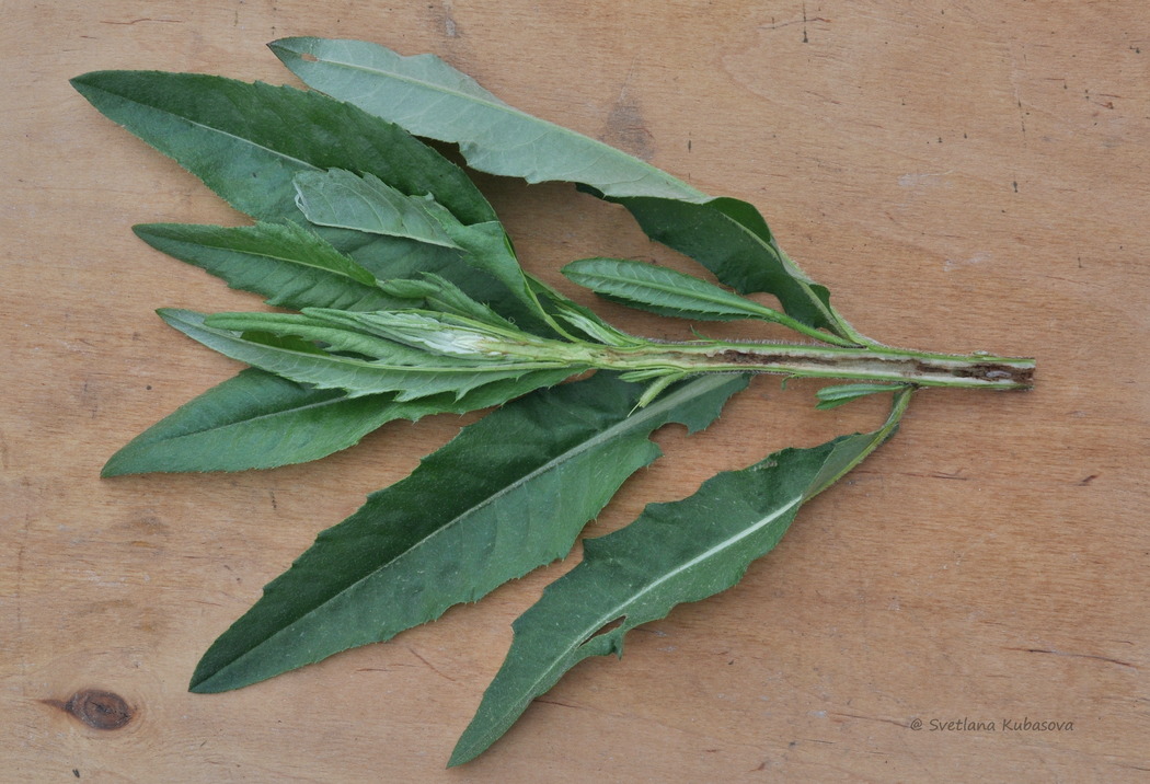Image of Cirsium setosum specimen.