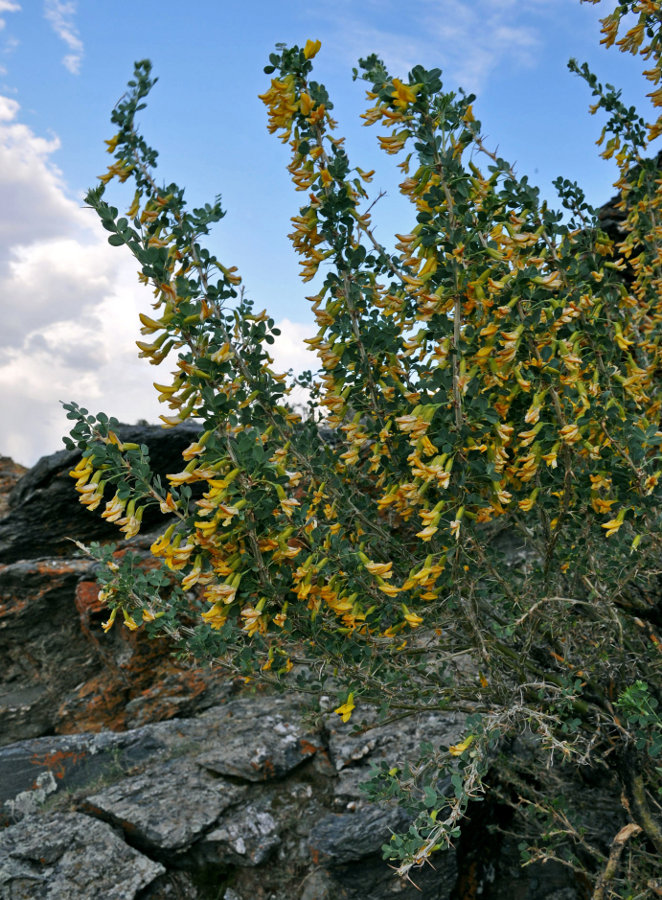 Image of Caragana bungei specimen.