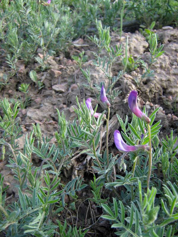 Изображение особи Vicia subvillosa.