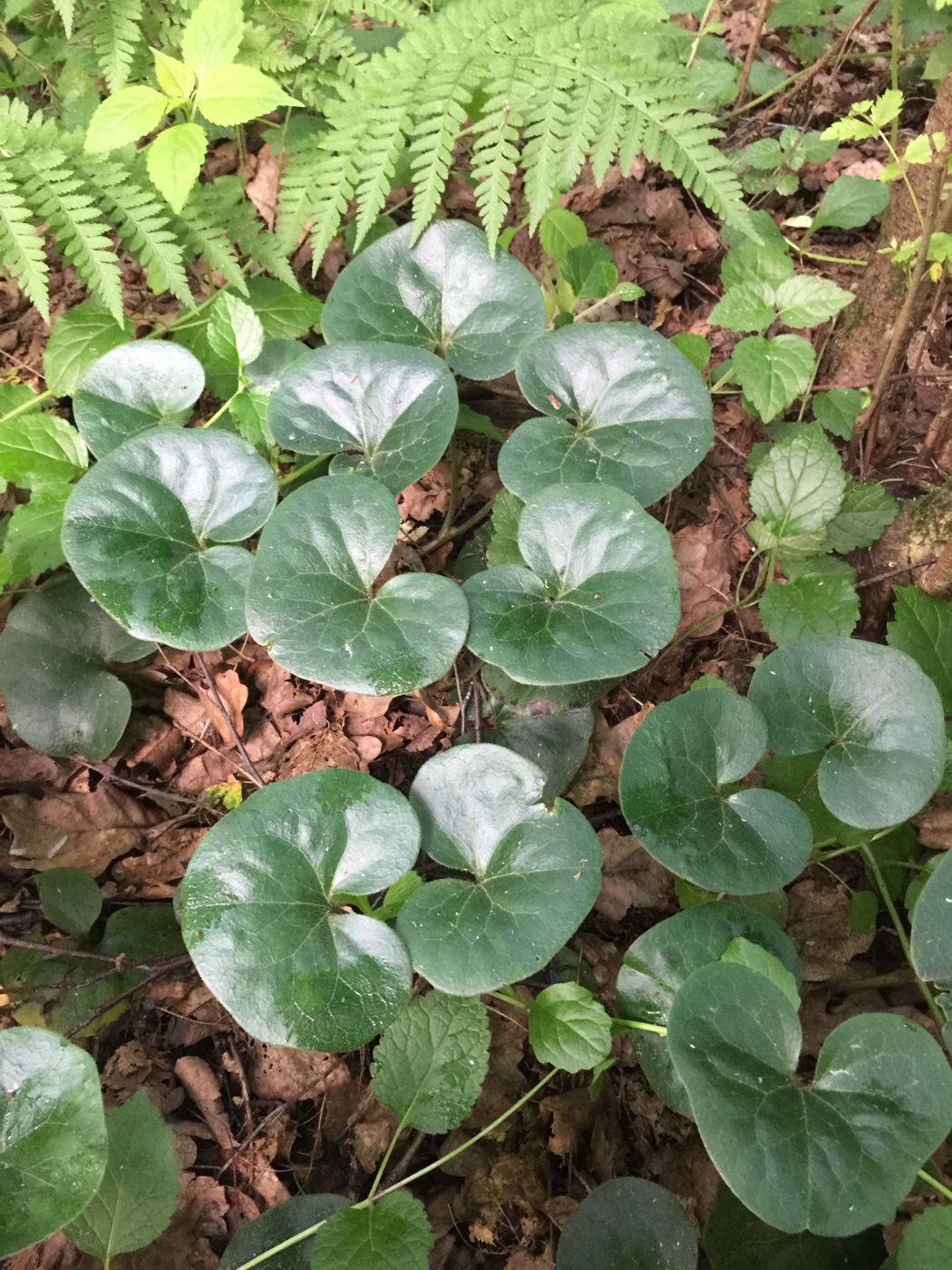 Изображение особи Asarum europaeum.