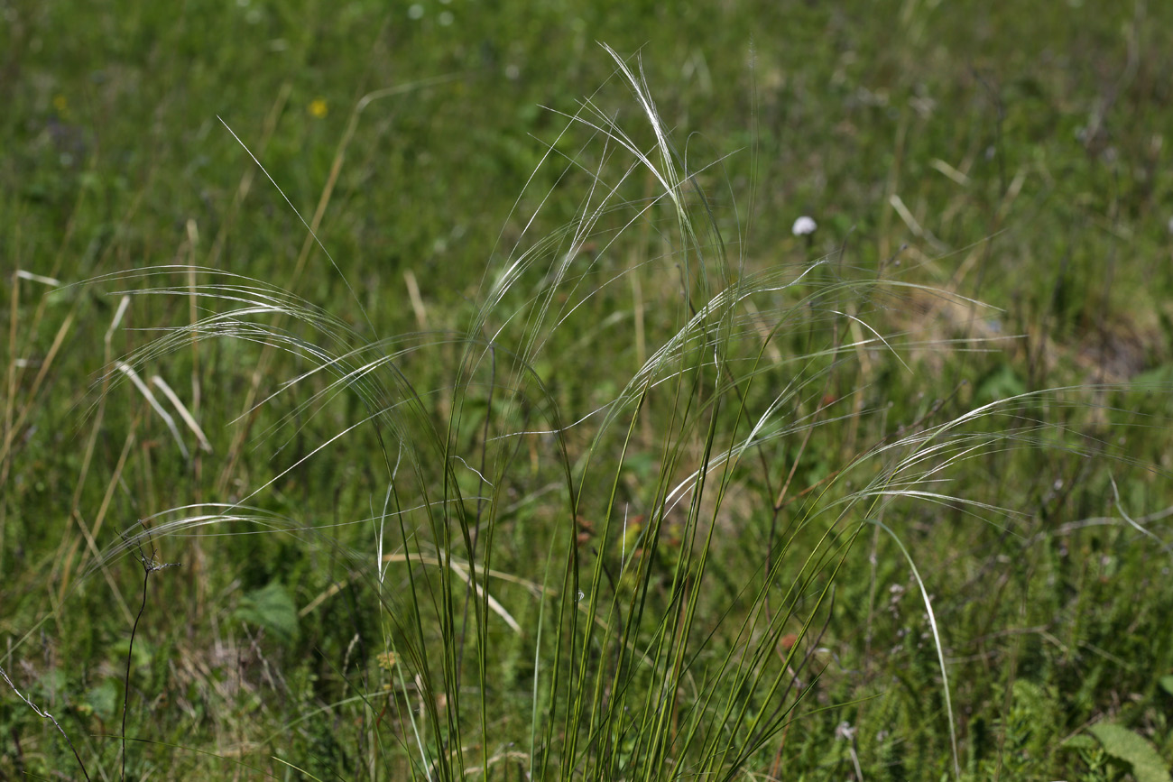 Изображение особи род Stipa.