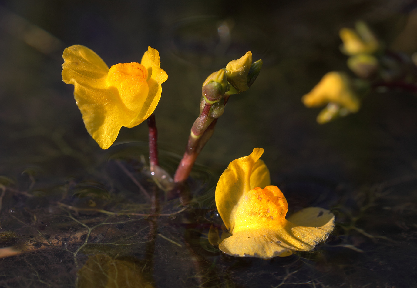 Изображение особи Utricularia australis.