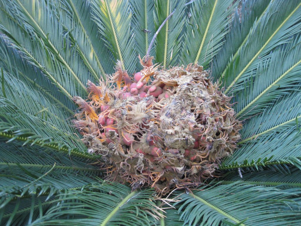 Изображение особи Cycas revoluta.