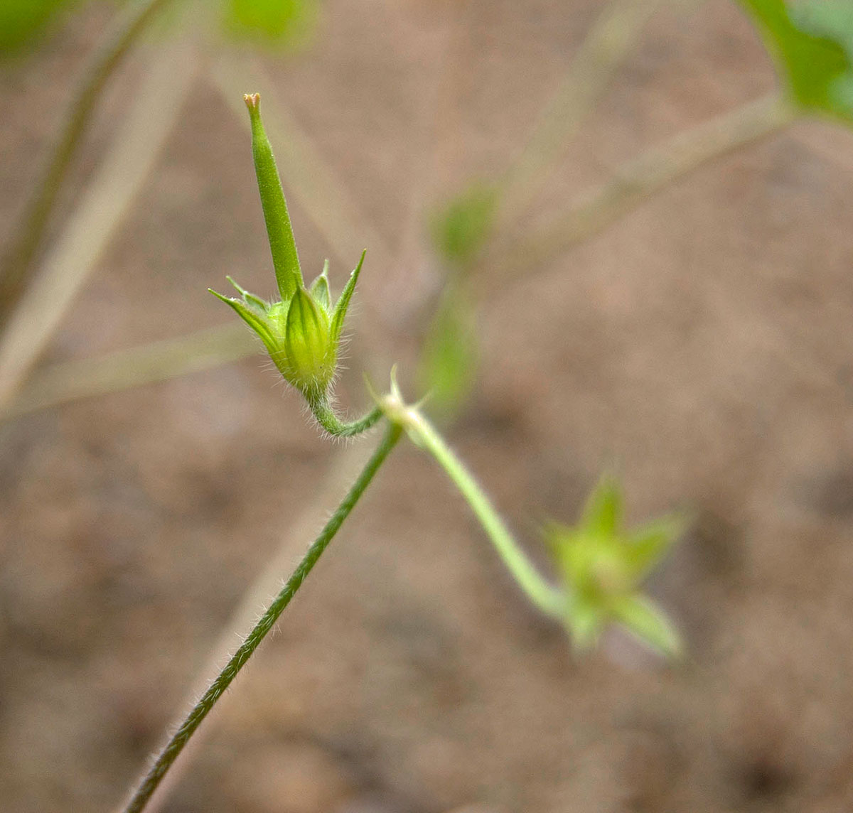 Image of Geranium sibiricum specimen.