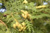 Thuja occidentalis