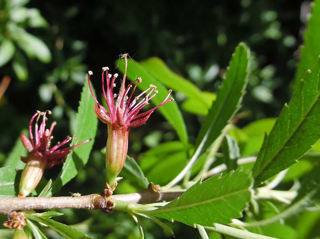 Изображение особи Amygdalus nana.