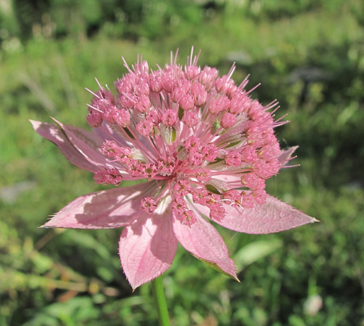 Image of Astrantia maxima specimen.