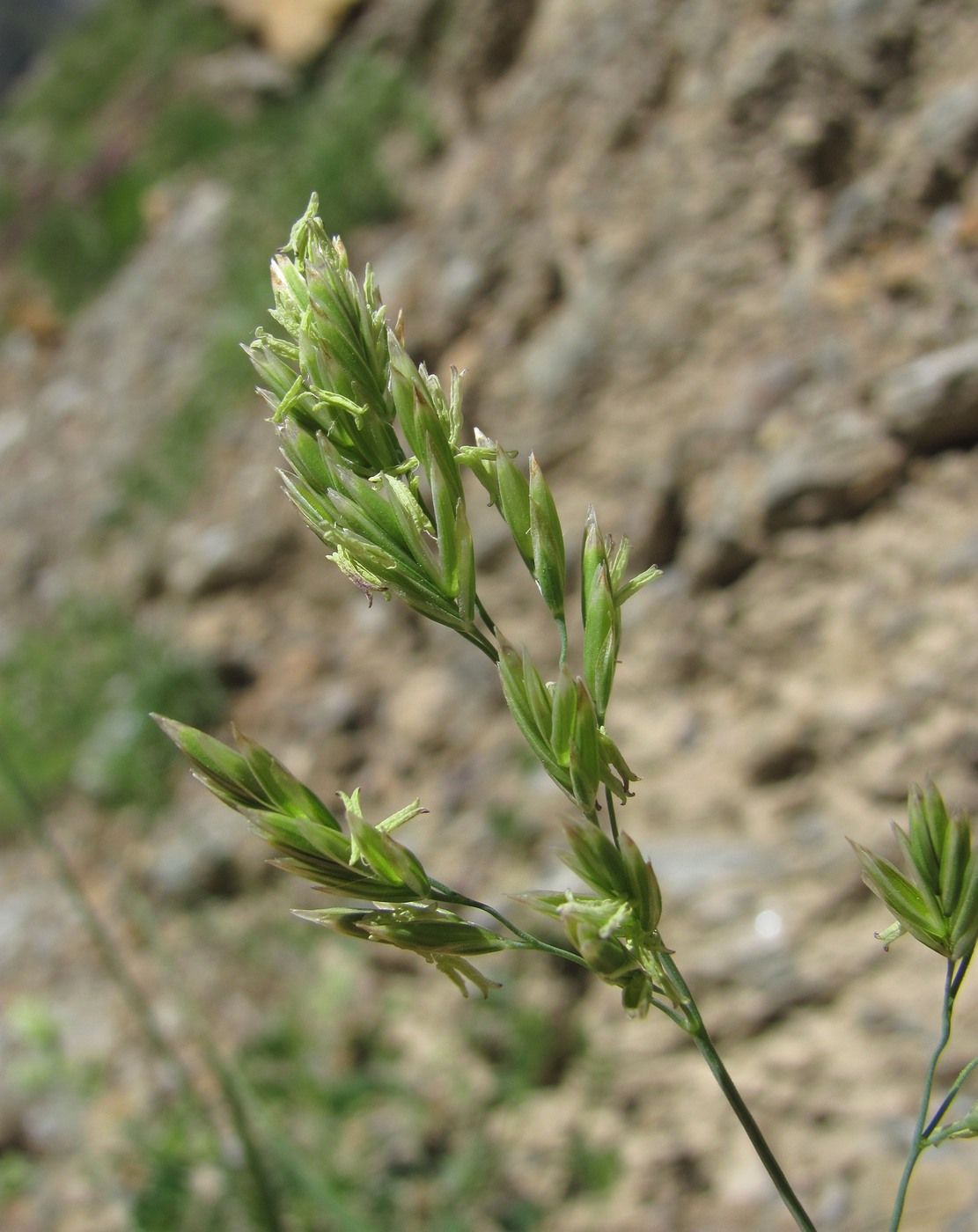 Изображение особи семейство Poaceae.