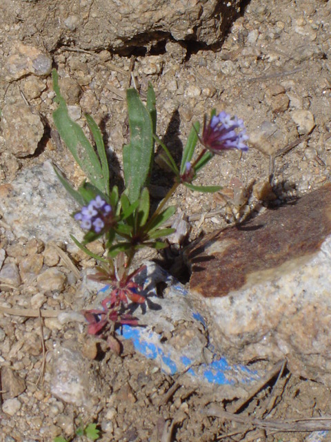 Image of Asperula setosa specimen.