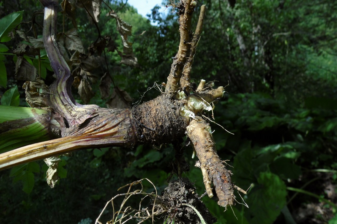 Image of Angelica sylvestris specimen.