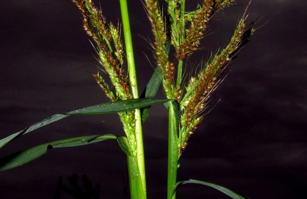 Изображение особи Echinochloa occidentalis.