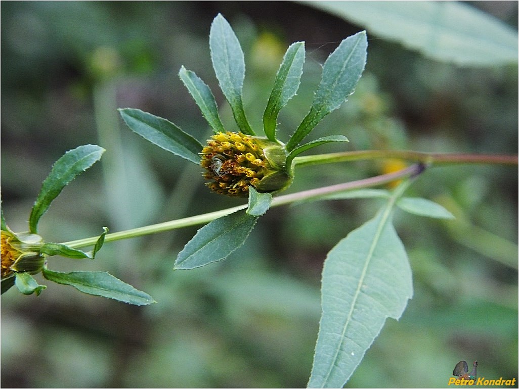 Image of Bidens frondosa specimen.