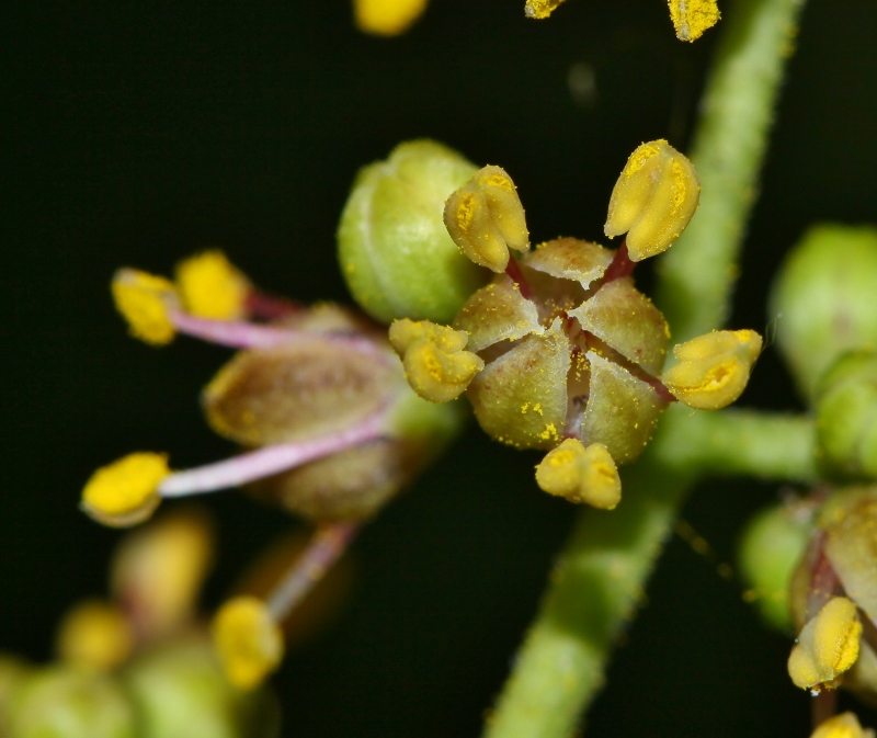 Image of Phellodendron amurense specimen.