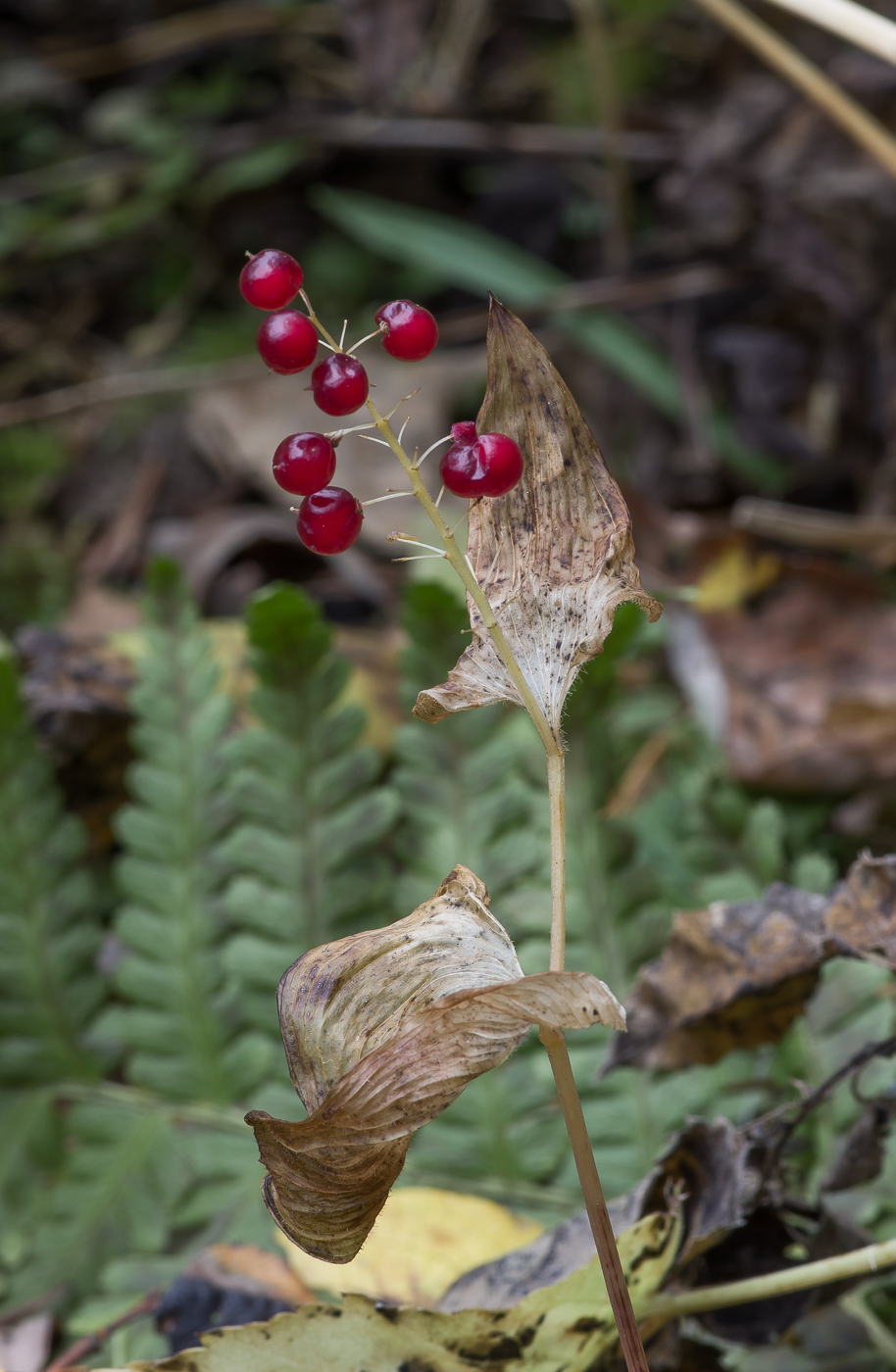 Изображение особи Maianthemum bifolium.