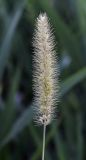 Setaria verticilliformis