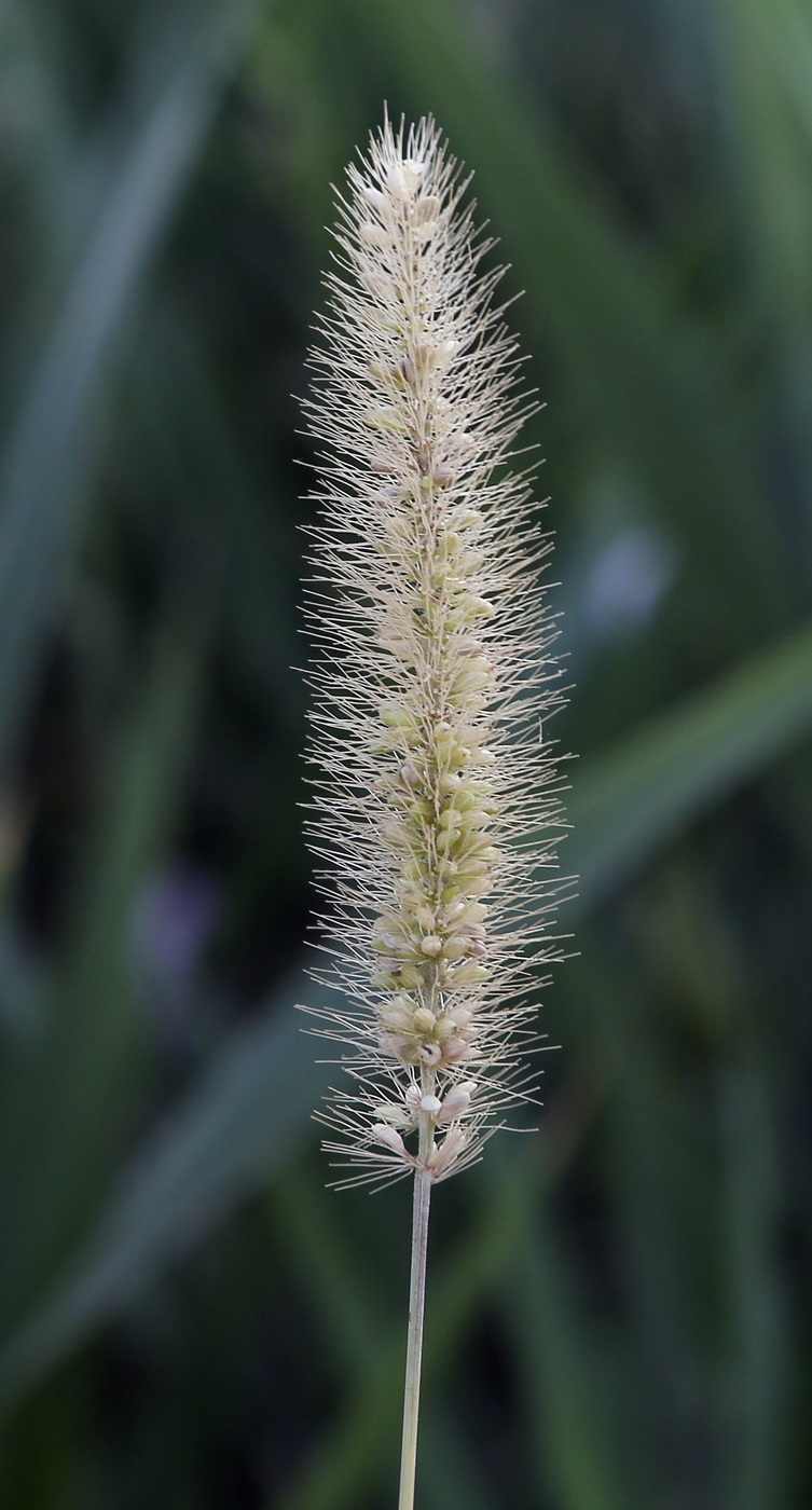 Image of Setaria verticilliformis specimen.