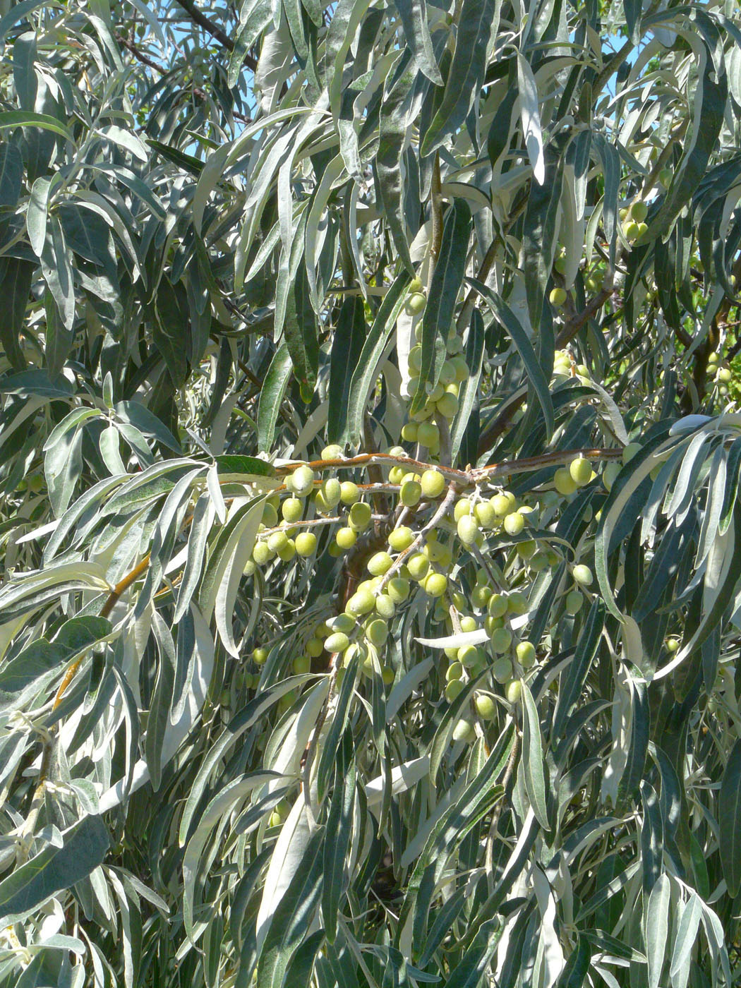 Image of Elaeagnus angustifolia specimen.