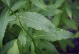 Phlox paniculata