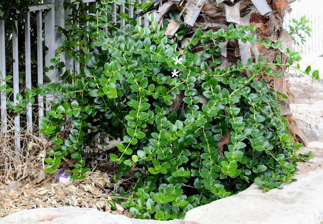 Image of Carissa macrocarpa specimen.