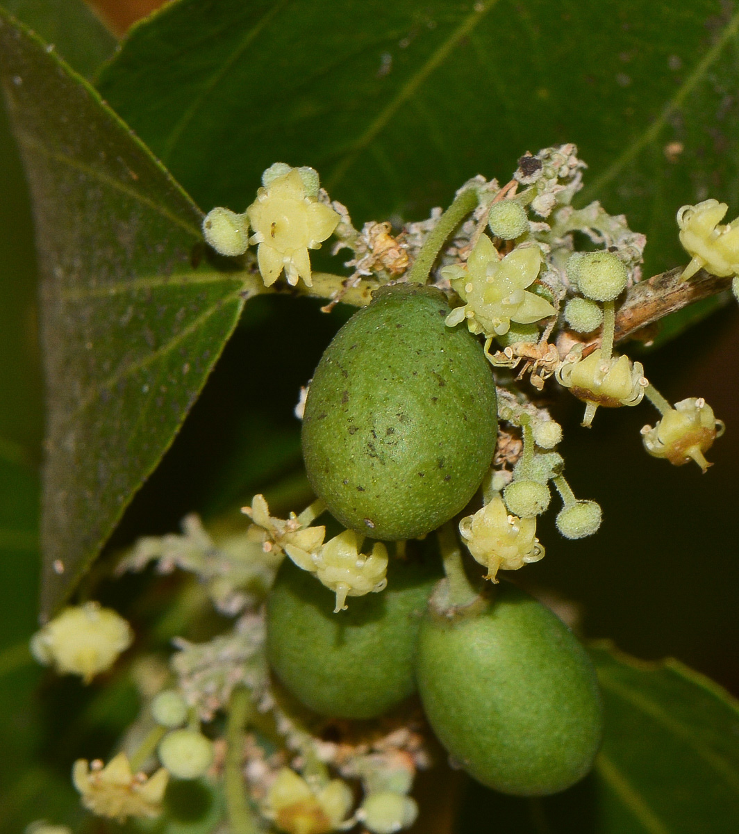 Image of Ziziphus spina-christi specimen.