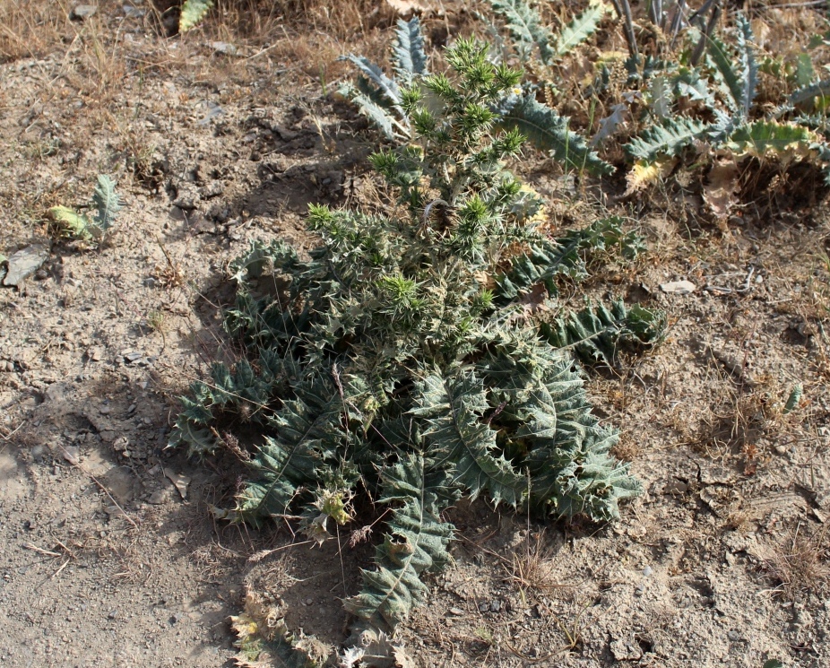 Image of Cousinia congesta specimen.