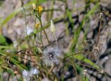 Crepis tectorum. Часть побегов с остатками семян. Амурская обл., Бурейский р-н, окр. пос. Малиновка. 18.07.2016.