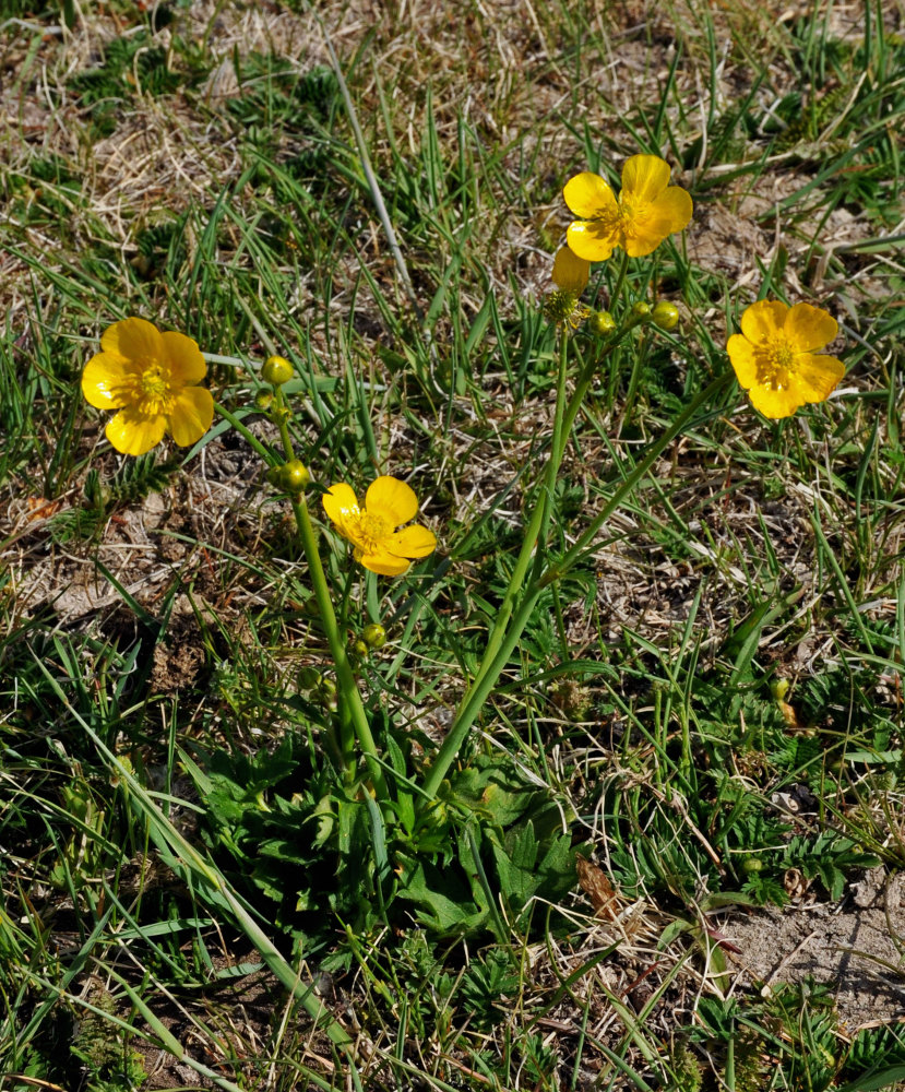 Image of Ranunculus propinquus specimen.