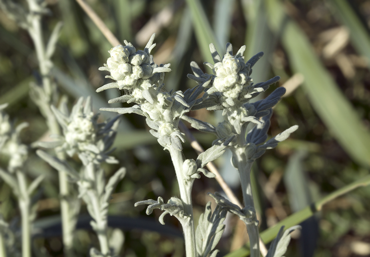 Image of Artemisia stelleriana specimen.