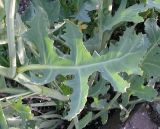 Crambe maritima