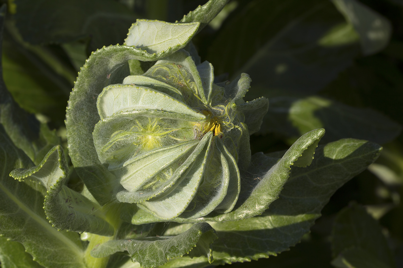 Image of Senecio pseudoarnica specimen.