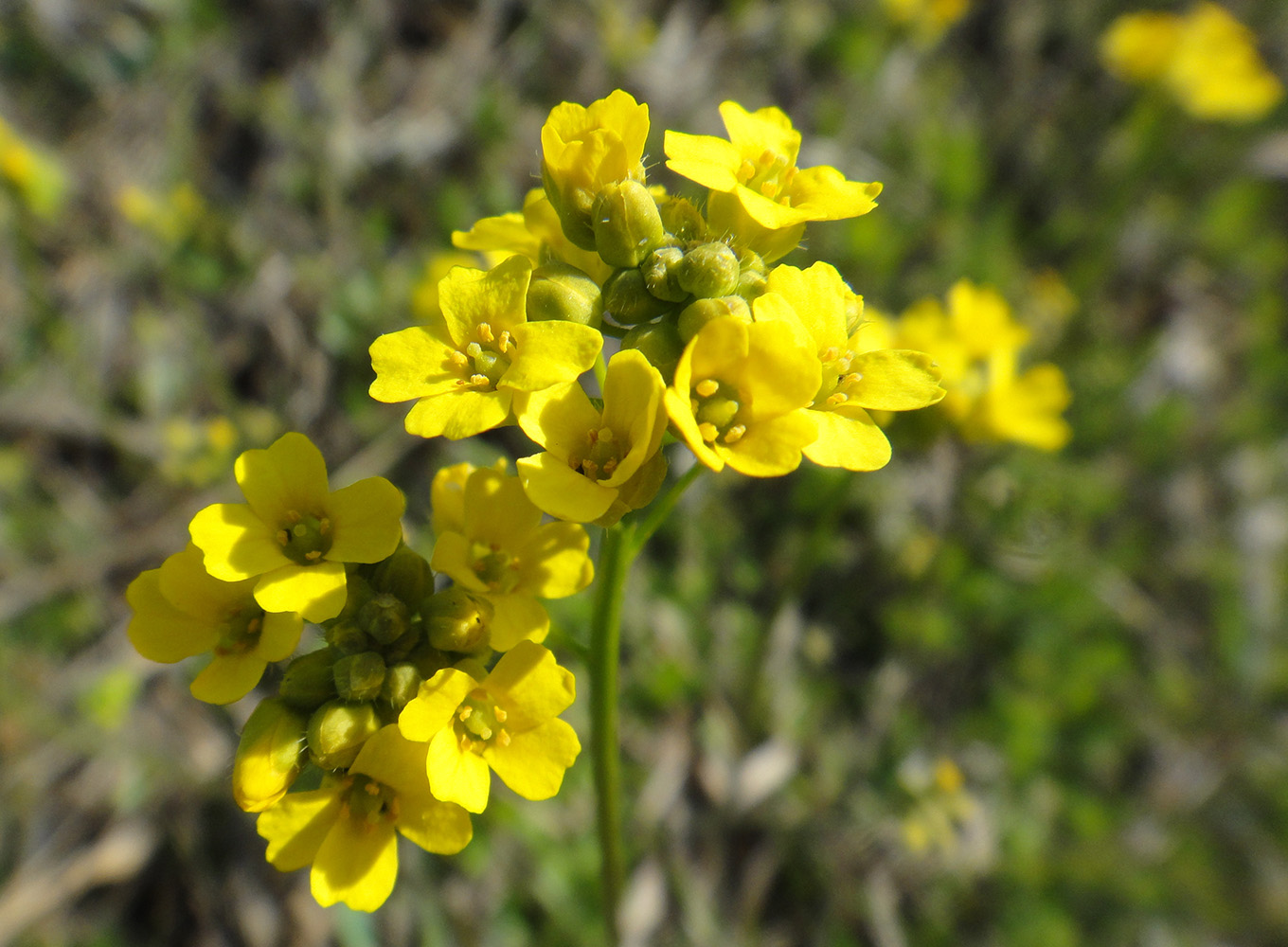 Изображение особи Draba sibirica.