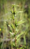 Oenothera rubricaulis. Верхушка плодоносящего растения. Пермский край, г. Пермь, Кировский р-н, дер. Оборино, заброшенная площадка для хранения ПГС. 29.07.2017.